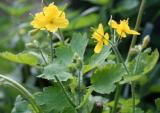 Értékesítése Celandine gyógynövény ömlesztve a gyártótól a legjobb áro2