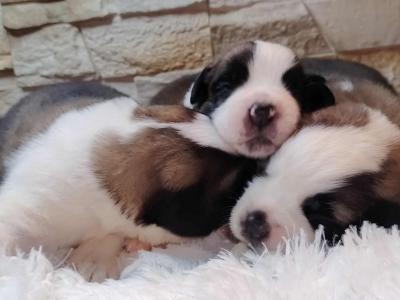 Bernáthegyi kiskutyák Minőségi Tenyészetből!0