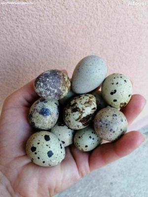 Fürj tojás eladó0