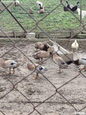 Indiai futókacsa eladó0