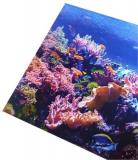 Coral - Akvárium PVC falpanel1