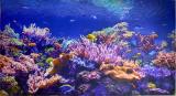 Coral - Akvárium PVC falpanel2