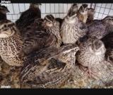 4 hetes fürj tojó eladó