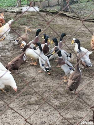 Indiai futókacsa eladó0