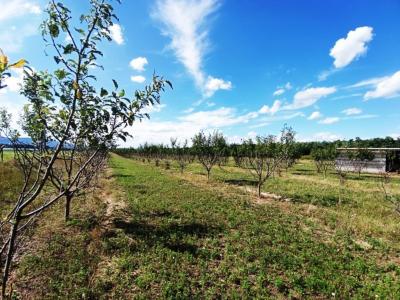 Eladó 15 HA mezőgazdasági terület Sződ határában!0