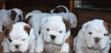 English Bulldog puppies - LaChata / Gosins Bulldogs0