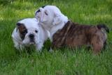 English Bulldog puppies - LaChata / Gosins Bulldogs1