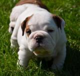 English Bulldog puppies - LaChata / Gosins Bulldogs2