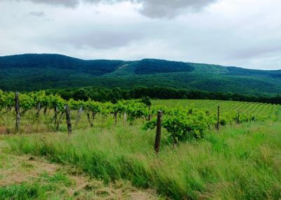 Eladó 11.700 m2-es szőlő ültetvény Szendehelyen.0