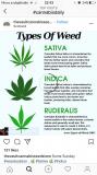 Orvosi cannabis termesztésére keresek befektetőt Délafricába2