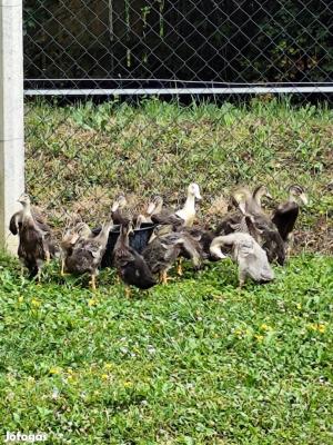 1 hónapos indiai (csigaevő) futókacsa eladó0