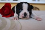 Törzskönyvezett bostoni terrier kutyakölykök eladóak